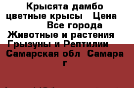 Крысята дамбо цветные крысы › Цена ­ 250 - Все города Животные и растения » Грызуны и Рептилии   . Самарская обл.,Самара г.